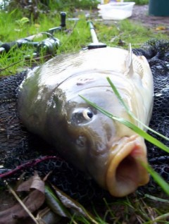 Kapřík 48cm