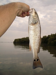 Kliknutím fotografii zvětšíte redfish