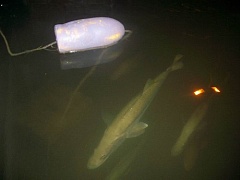 Kliknutím fotografii zvětšíte spawning snooks