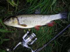 Kliknutím fotografii zvětšíte Tloušť 37 cm