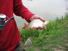 Kliknutím fotografii zvětšíte zase feeder