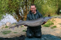 Kliknutím fotografii zvětšíte Jeseter 19 kg