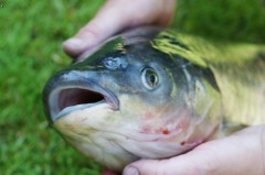 Kliknutím fotografii zvětšíte Tlama amurova