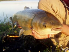 Kliknutím fotografii zvětšíte Taťkův amur na feeder - detail