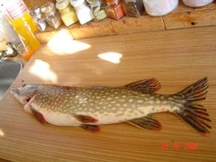 štika 74cm