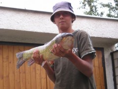 Amur 72cm