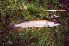 štika 72cm - wobler