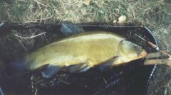 l�n 45 cm