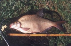 cejn 50 cm