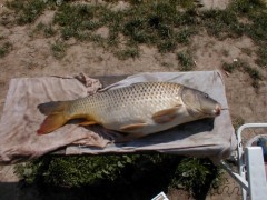Baculáč 79 cm