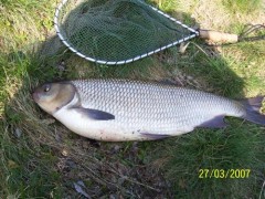 jelec jesen 60 cm