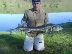 Kliknutím fotografii zvětšíte jeseter ruský 132cm