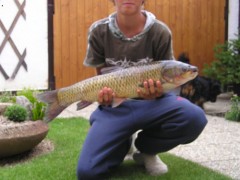 amur 72cm