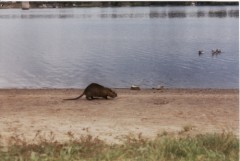 Kliknutím fotografii zvětšíte Nutrie z pískovny