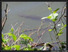 Kliknutím fotografii zvětšíte štička