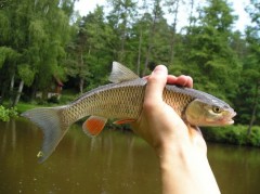 Tloušť 30 cm - starší bráška