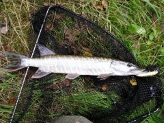 Kliknutím fotografii zvětšíte Štika 46 cm