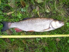 Tloušť - 38 cm