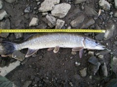Štika 46 cm
