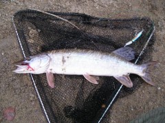 Štika 45 cm