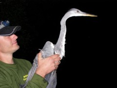 Kliknutím fotografii zvětšíte místo kapra přišel pterodaktyl