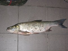 Bolen 62cm,3,30kg