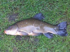 L�n obecn� 39cm,1,10kg