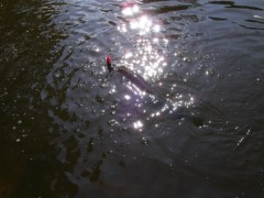 Kliknutím fotografii zvětšíte Štika v odlesku slunce