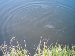 Nice fish