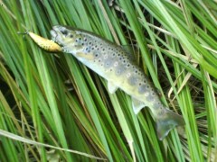 Dorastenec na Salmo Hornet SDR