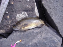 SMALLMOUTH BASS