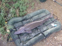 Martinovo torp�do 131cm 15,5kg