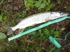 �t�hle 41cm