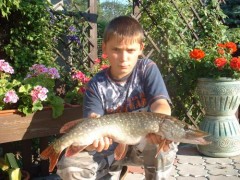 štika 60cm