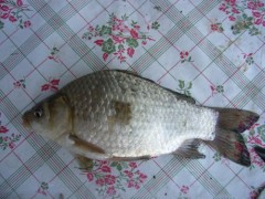 Karas st��b�it� 21cm, 220g