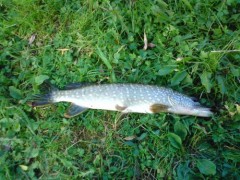 Štička 47cm