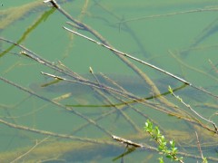 Kliknutím fotografii zvětšíte Paní zubatá