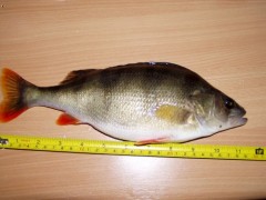 Kliknutím fotografii zvětšíte Sázava 18