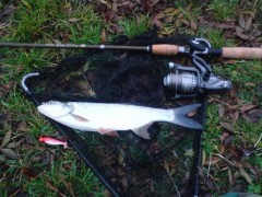 Bolen 42cm