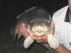 Kliknutím fotografii zvětšíte kapr 75cm-8,5kg