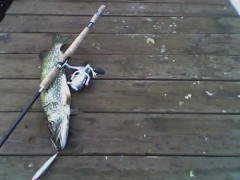 Rapala funguje :)