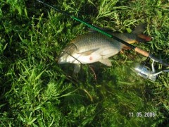 Kliknutím fotografii zvětšíte feeder na Dyji