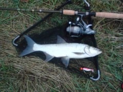 bolen 50cm