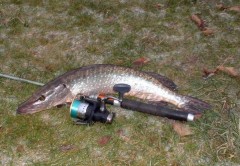 zubajda 60cm