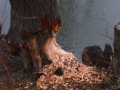 Kliknutím fotografii zvětšíte Dyje 18.12.2007