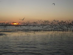 Kliknutím fotografii zvětšíte december sunset