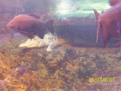 Pred�tor