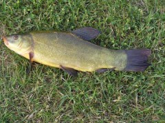l�nek 36cm