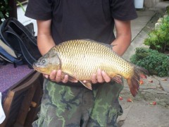 Kapr 58cm