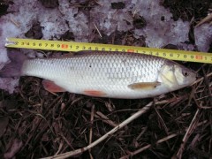 Tlou�� 30 cm